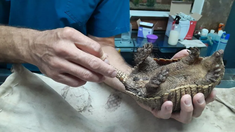 En un nuevo operativo de Ambiente rescatan flora y fauna silvestre