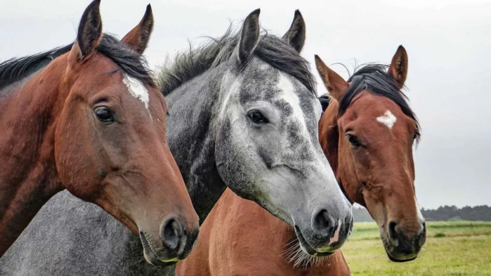 Exigirán vacunación al día para los caballos que participen de la Fiesta de Destrezas Criollas