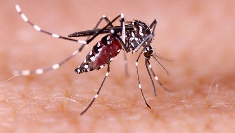 Nuevo caso de dengue en San Juan: analizan si se trata de un caso autóctono o no