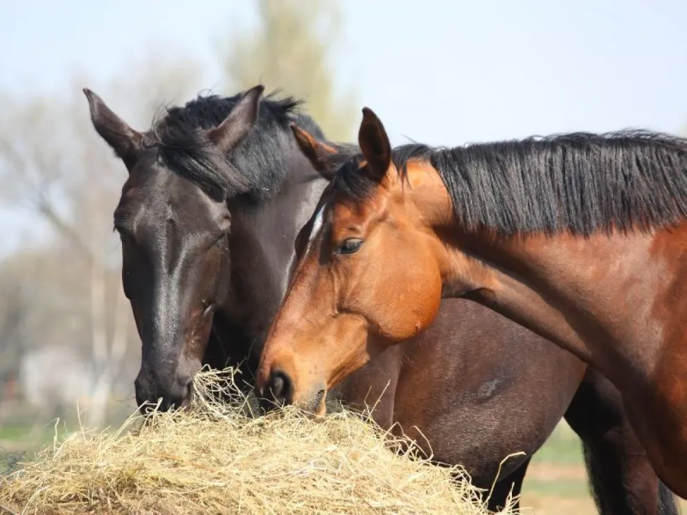 Confirmaron la primera muerte por encefalomielitis equina en Buenos Aires