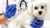 Centro de Salud Animal y Zoonosis: conocé el cronograma de vacunación, desparasitación y tratamiento para sarna