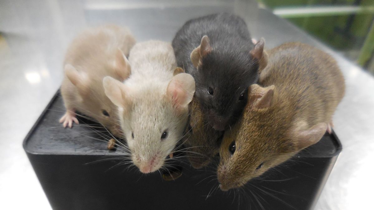 Laboratorio chino creó una cepa del Covid-19 que causa el 100% de mortalidad en ratones