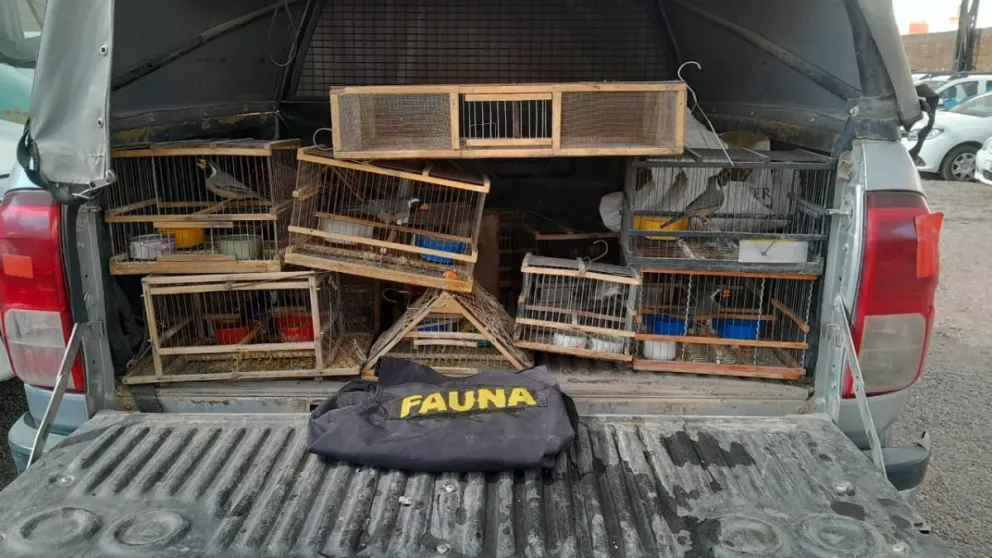 Detuvieron a un hombre por venta ilegal de aves en Rawson 