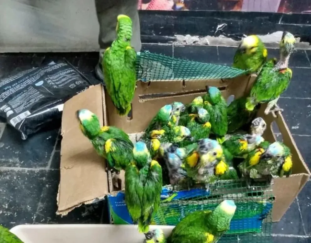 Los loros que iban a ser vendidos de forma ilegal regresarán a su hábitat