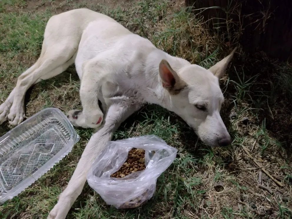 Vecinos de un barrio se movilizan por un perro atropellado en la Ruta 40