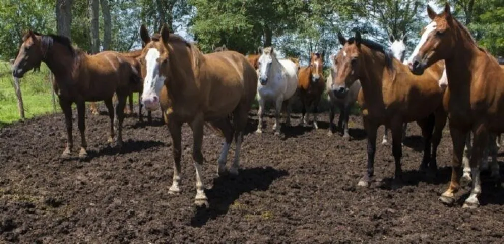Encefalomielitis equina: comenzó a ser obligatoria la vacunación 