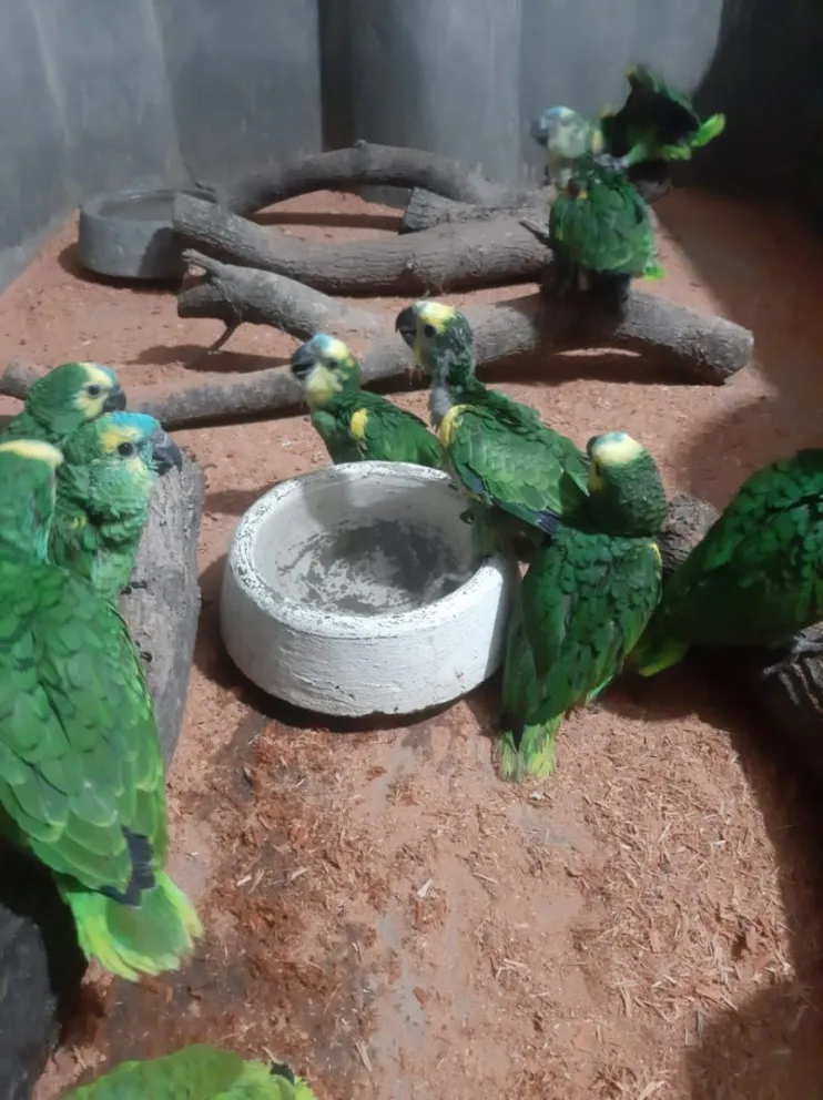 Los loritos rescatados llegaron a Chaco donde comenzarán su nueva vida 