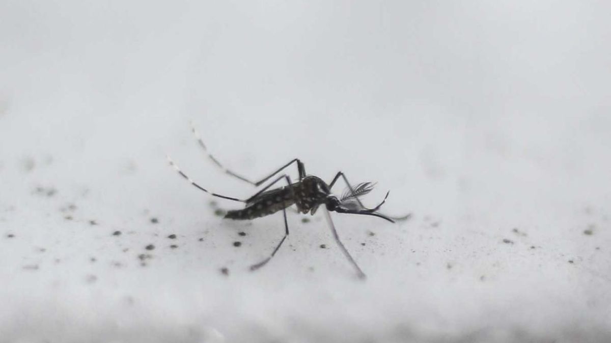 Los casos de dengue suben antes de lo esperado: ya hubo más de 11.800 infecciones en enero