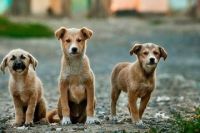 Una ciudad de Italia reducirá impuestos a quienes adopten perros abandonados 
