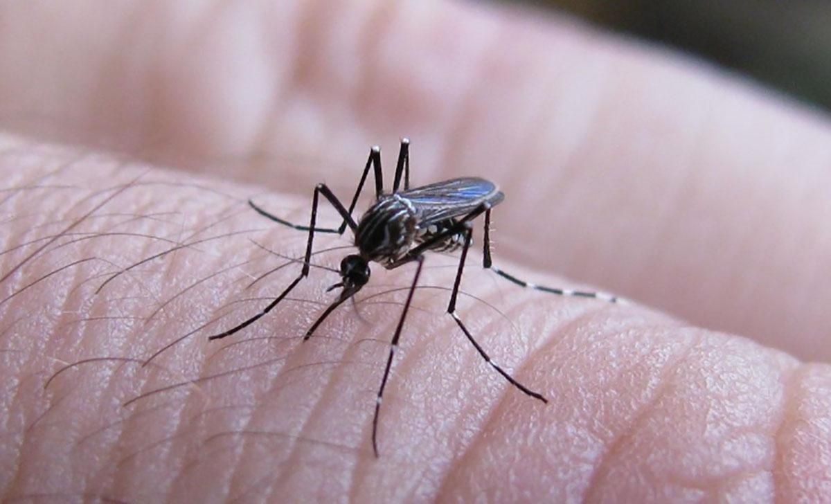 Crearon una nueva vacuna contra el dengue