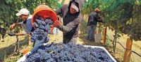 Según los datos del INV, San Juan aumentará su cosecha de uva 