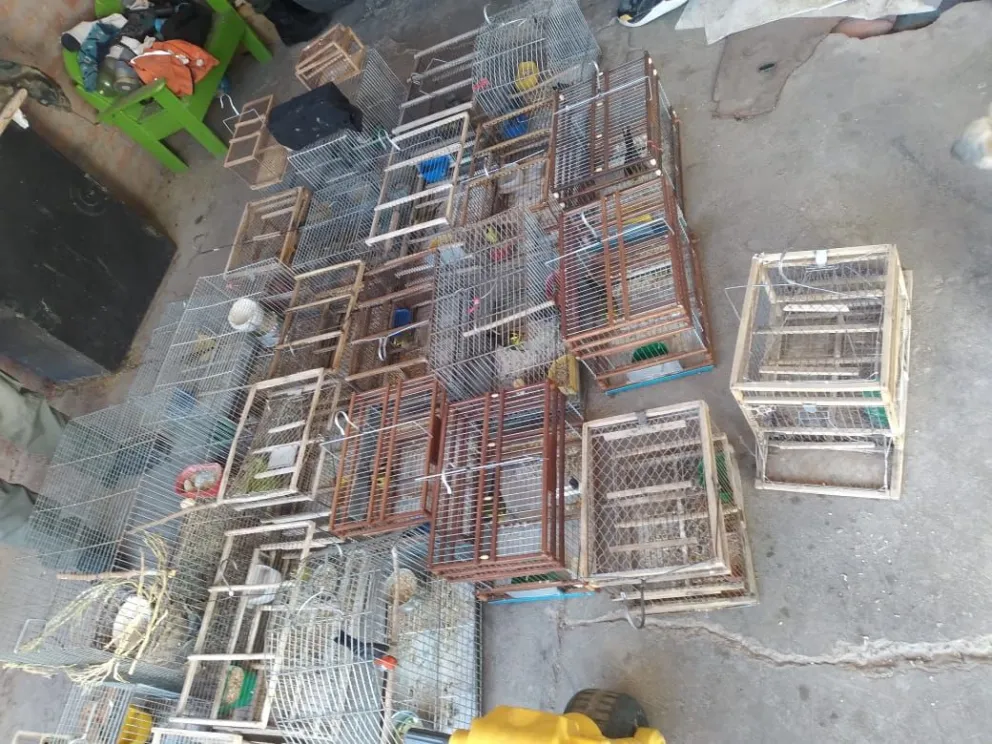 Rescataron 25 aves en cautiverio que estaban en una casa de Zonda 