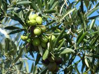Las exportaciones sanjuaninas de olivas a Estados Unidos alcanzaron los US$13 millones en 2022