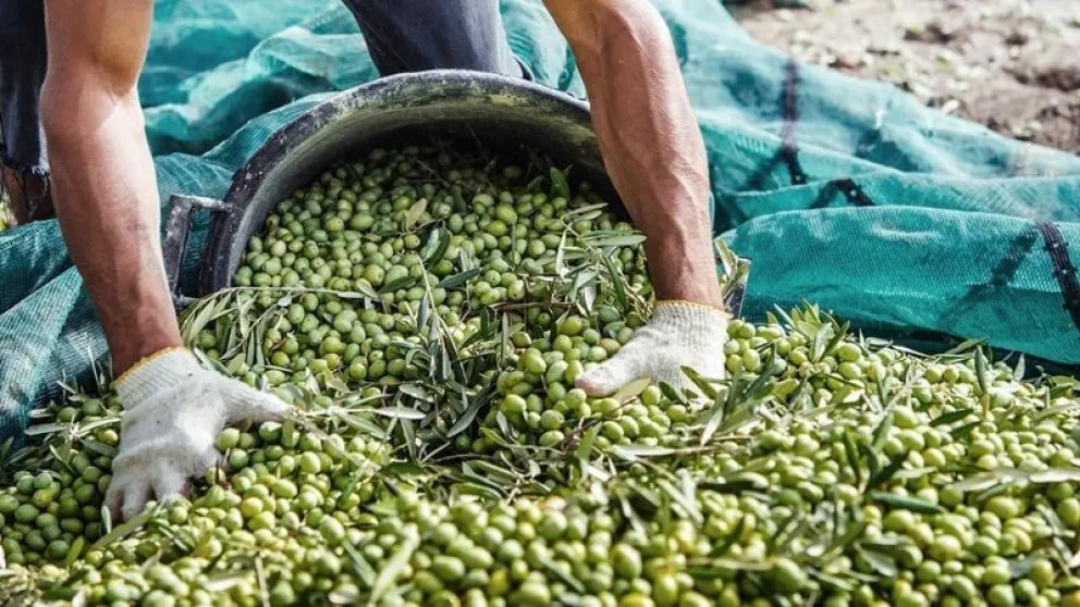 Fiduciaria San Juan presenta nueva línea de crédito para impulso de la producción de olivos