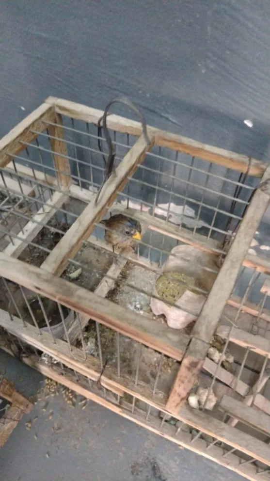 Allanamientos en Caucete: incautan pasas de uva y especies de aves