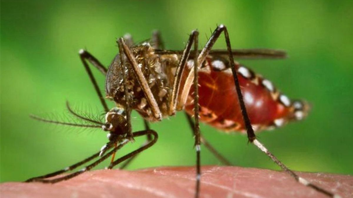 Aumento exponencial de casos de dengue en Argentina