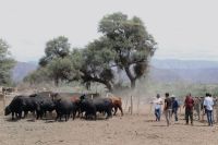 Entregan toros Angus para impulsar la ganadería en el norte de San Juan