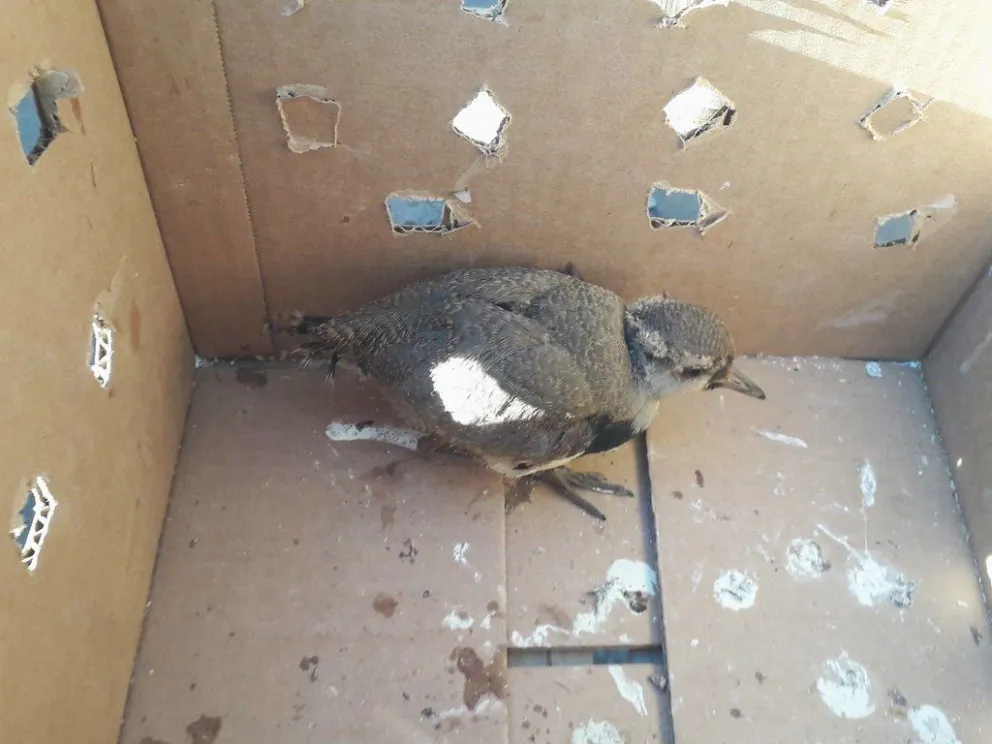 Continúan los controles para evitar la caza de fauna sanjuanina