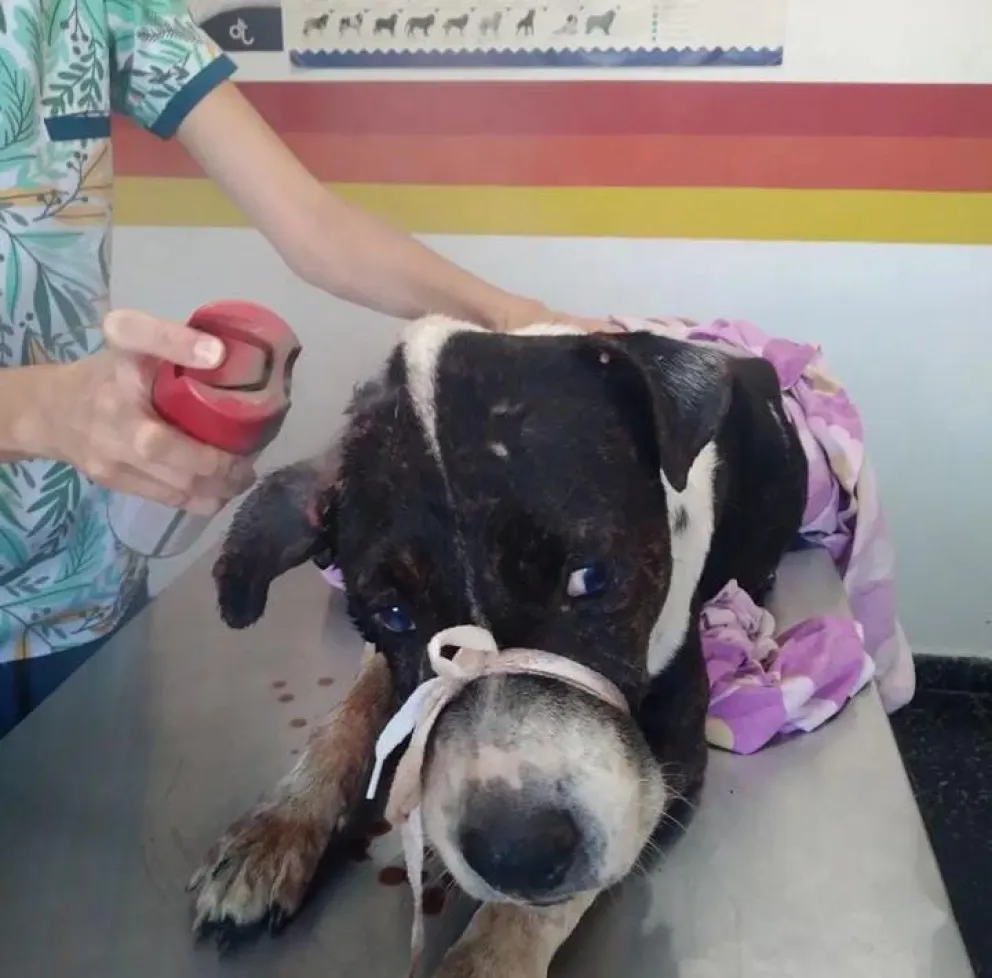 Piden ayuda económica para salvar la vida de un perrito en total estado de abandono 