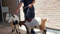 Compró dos cabras sin saber que eran robadas y las tuvo que devolver 