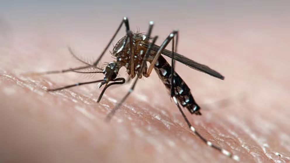 ¿Estamos frente a un nuevo pico de dengue en marzo?