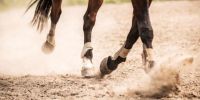 Preocupación por el hallazgo de restos de caballos descuartizados en Pocito