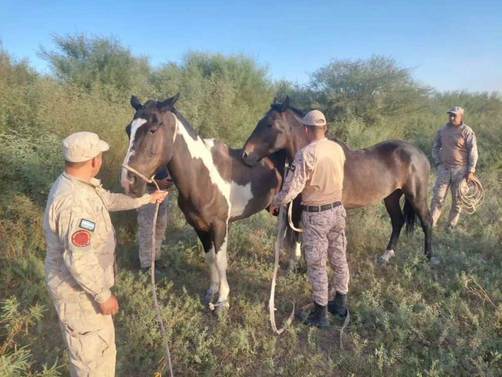 A través de un operativo de control, la Policía Rural puso en resguardo animales sueltos que estaban en Ruta 20 