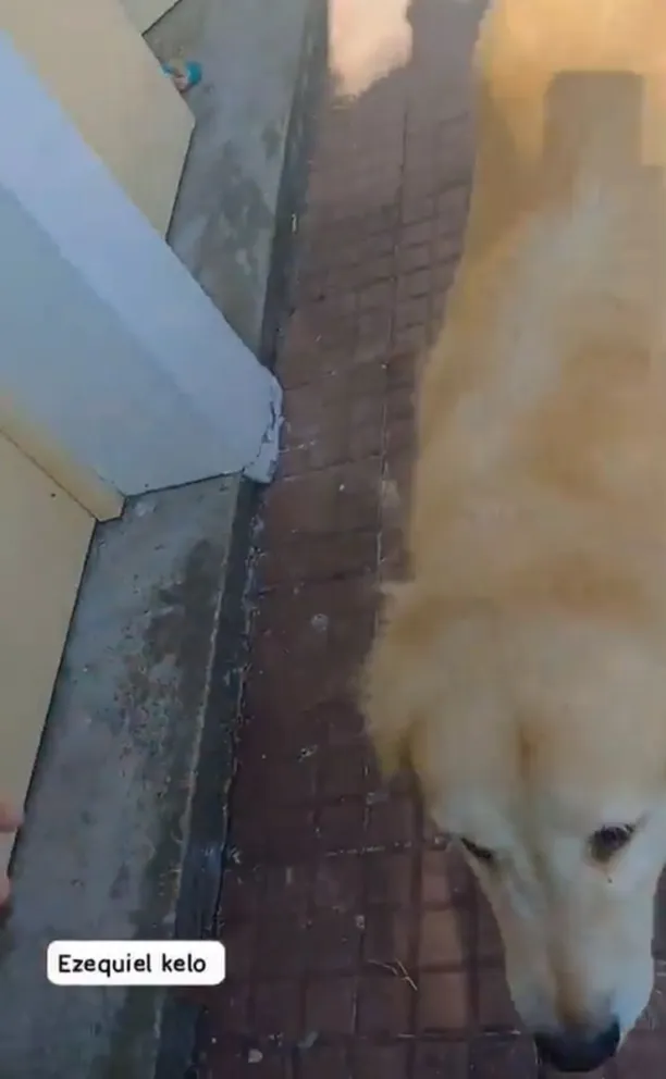 Denuncian a mujer en La Plata por intentar "faenar" a su perro en una carnicería