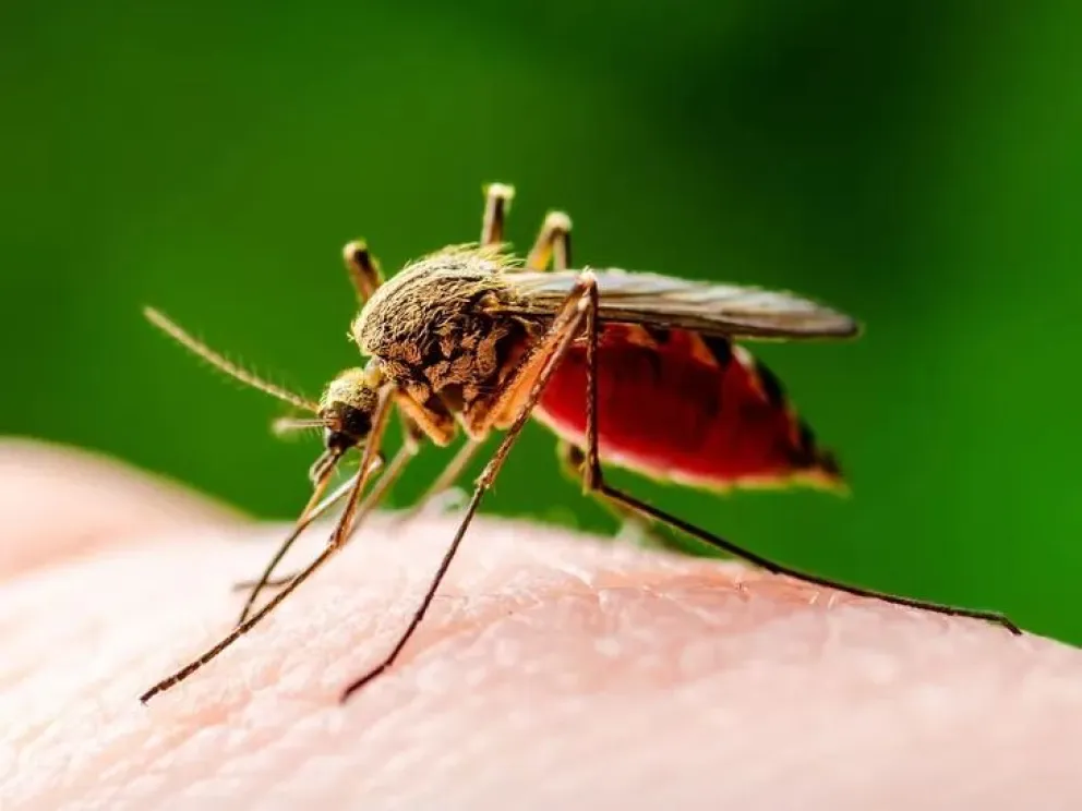 Nueva alerta por otra enfermedad que transmiten los mosquitos 