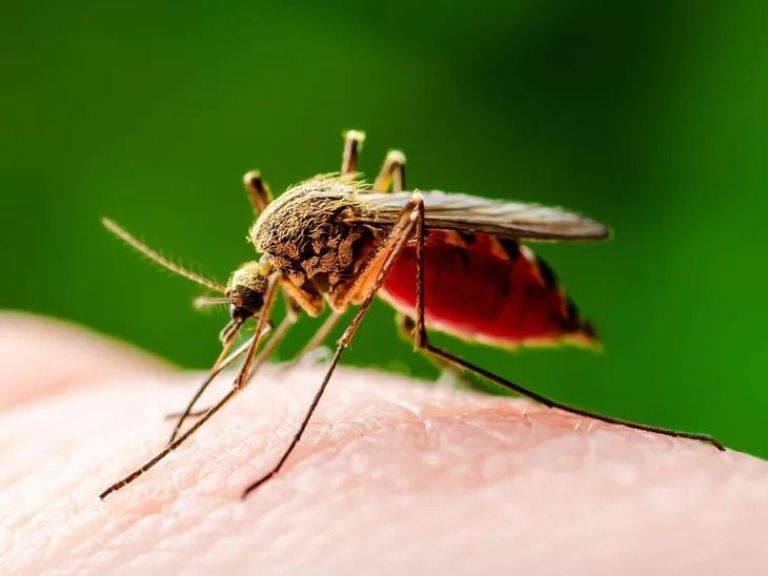 Nueva alerta por otra enfermedad que transmiten los mosquitos 