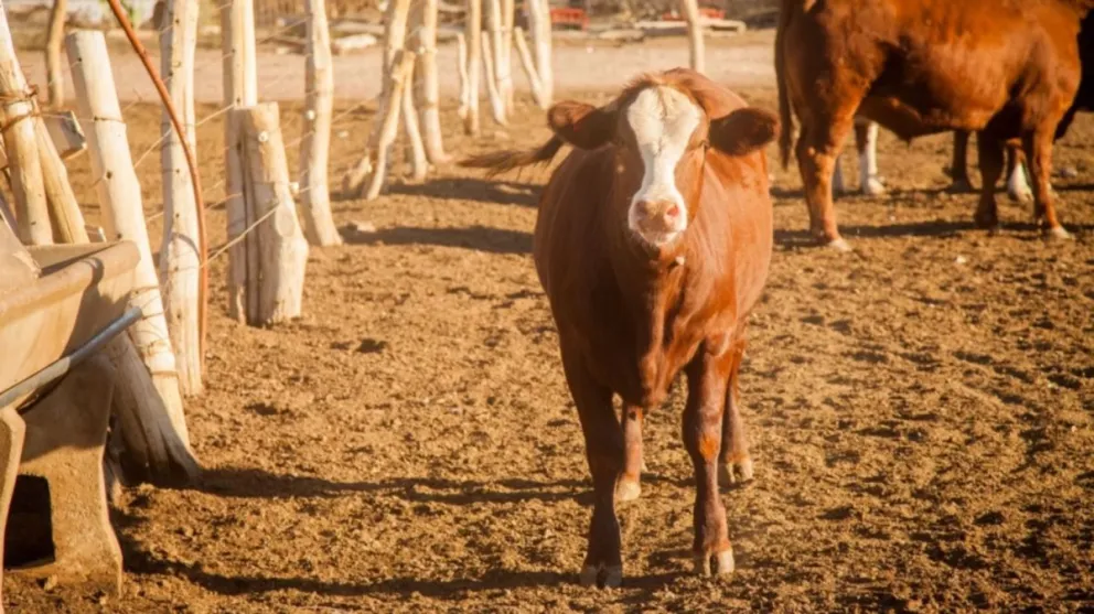 Aislaron a 4.000 animales en Valle fértil para prevenir los contagios de rabia 
