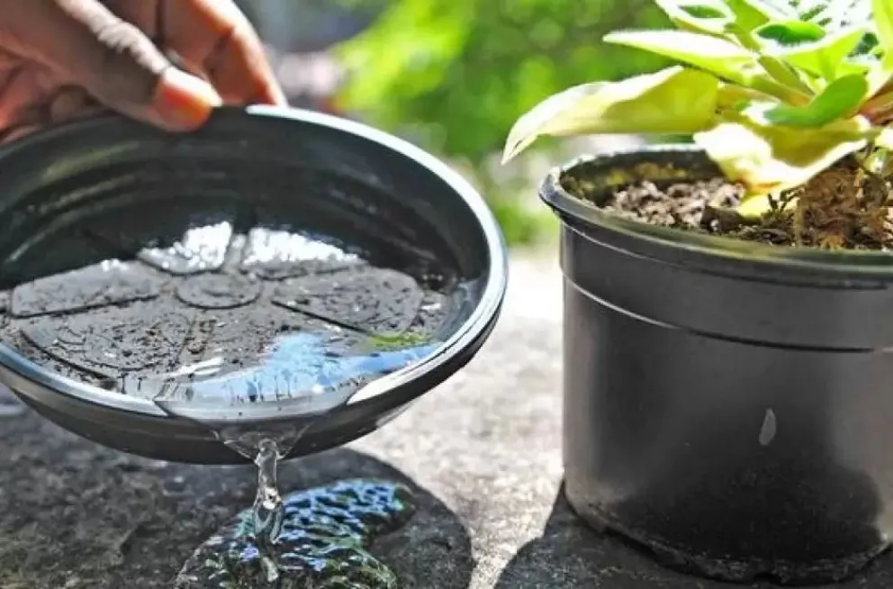 Según un especialista, el 90% de los criaderos de mosquitos del dengue están en las casas de los sanjuaninos