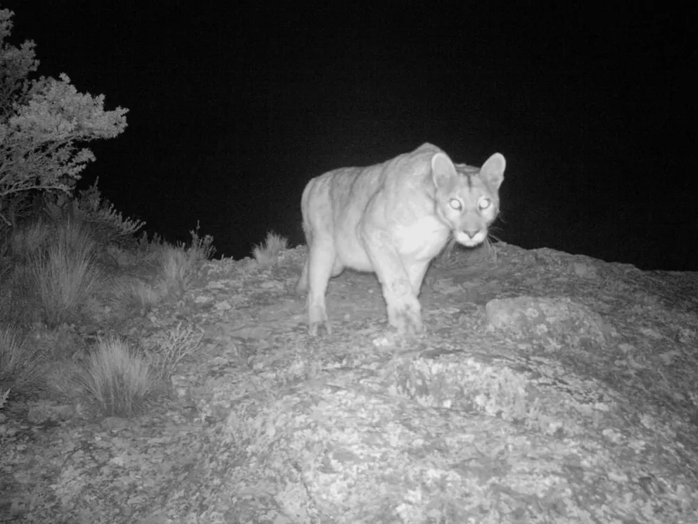 Se intensifica la  búsqueda para encontrar al puma que circula en Pocito