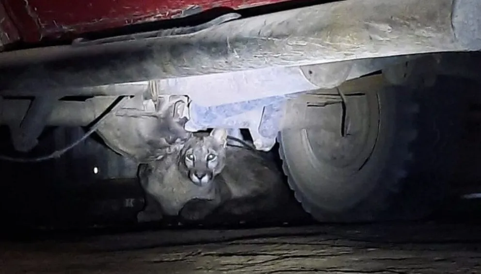 Aseguran haber visto nuevamente al puma merodeando en Pocito