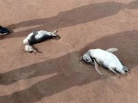 Encontraron 40 pingüinos muertos en playas de Mar del Plata