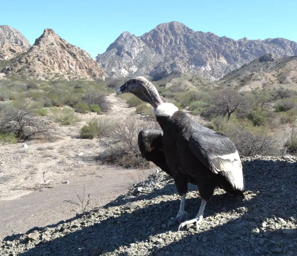 Después de varios meses de recuperación y en conmemoración por el Día del Animal, liberarán un cóndor de Jáchal 