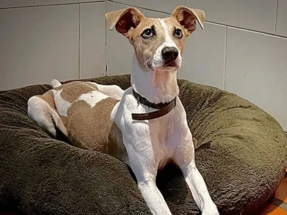 La mascota de Gran Hermano, Arturo, saldrá de la casa para que "corra un poquito"