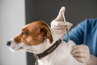 Dos semanas de vacunación y esterilización para mascotas