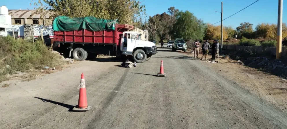 Detuvieron a doce personas que trasladaban galgos, equinos y un ñandú sin vida 