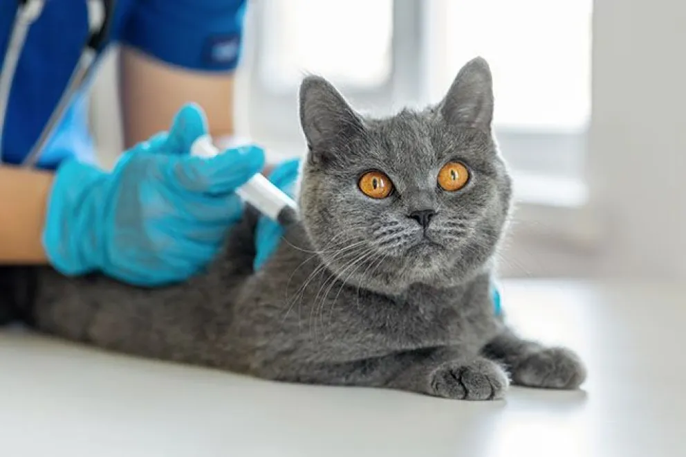 Esterilización y vacunación gratuita en un emblemático barrio