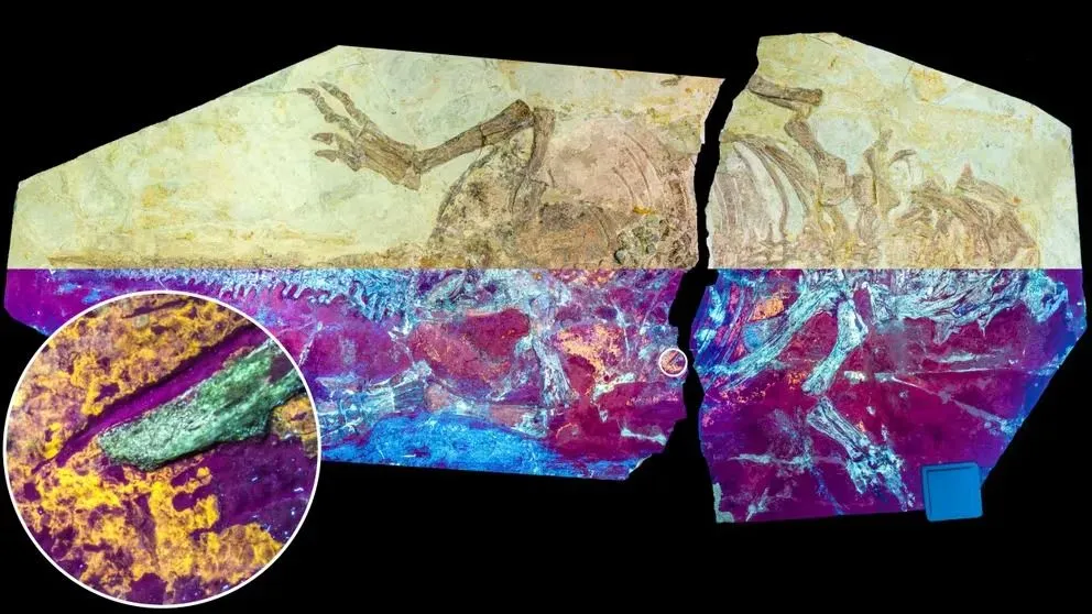 Paleontólogos descubrieron que ciertos dinosaurios emplumados desvelan un secreto evolutivo a lo largo de millones de años 