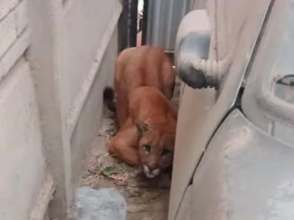 Una mujer fue a la cochera a sacar el auto y encontró a un puma
