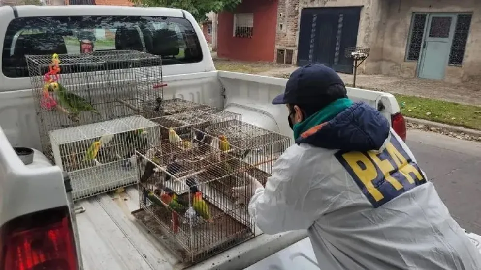 La Policía Federal desarticuló una organización que comercializaba aves y operaba en San Juan