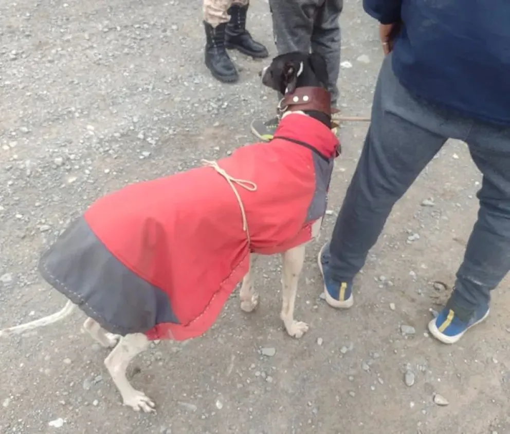 Desmantelaron una carrera ilegal de galgos y detuvieron a varios apostadores