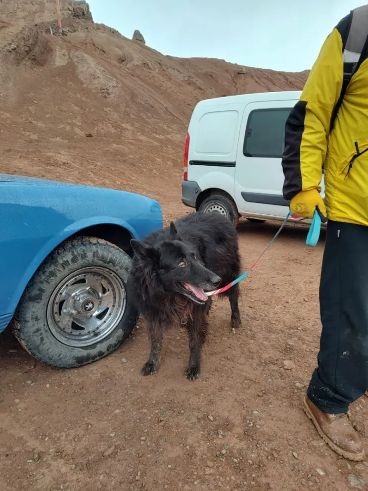 Búsqueda de Julia: los perros detectaron una pista y hoy se "peinará" esa zona