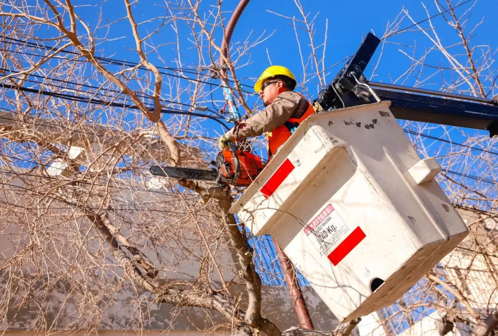 Continua el cronograma de poda y mantenimiento del arbolado publico