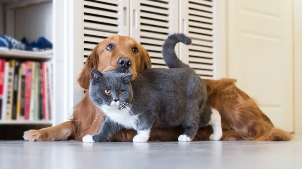 El quirófano móvil de mascotas estará en la Villa América