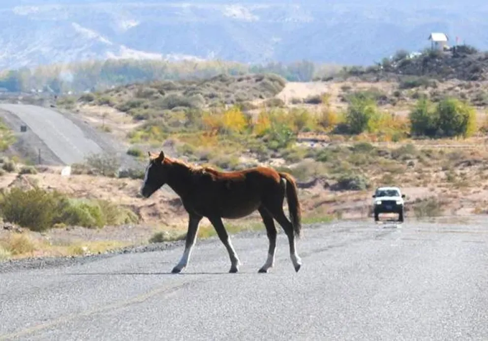 Se entregó el dueño del caballo que provocó en un accidente la muerte de un motociclista