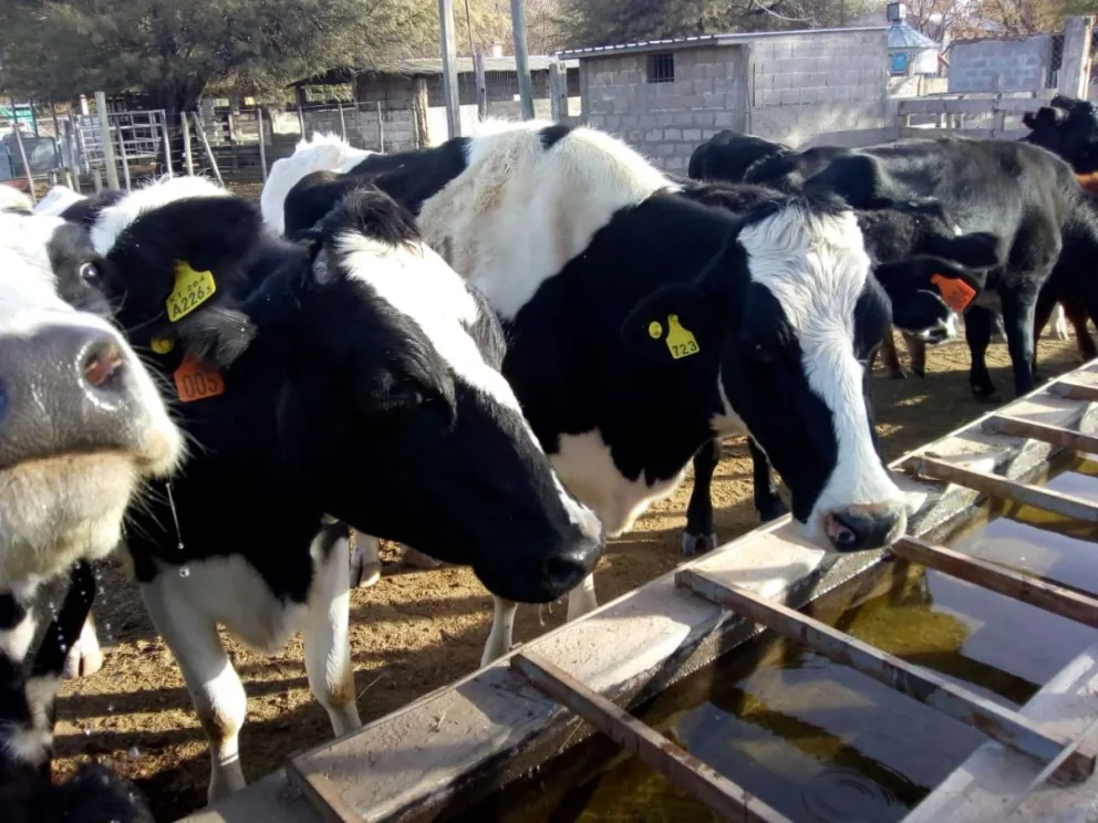 Según el sector tambero, en San Juan se producen unos 10.000 litros de leche por día.