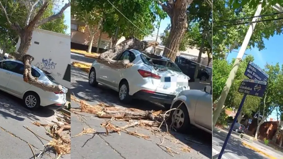 Dañino. Un árbol de importantes dimensiones se cayó a causa del intenso viento Zonda y destruyó un automóvil.